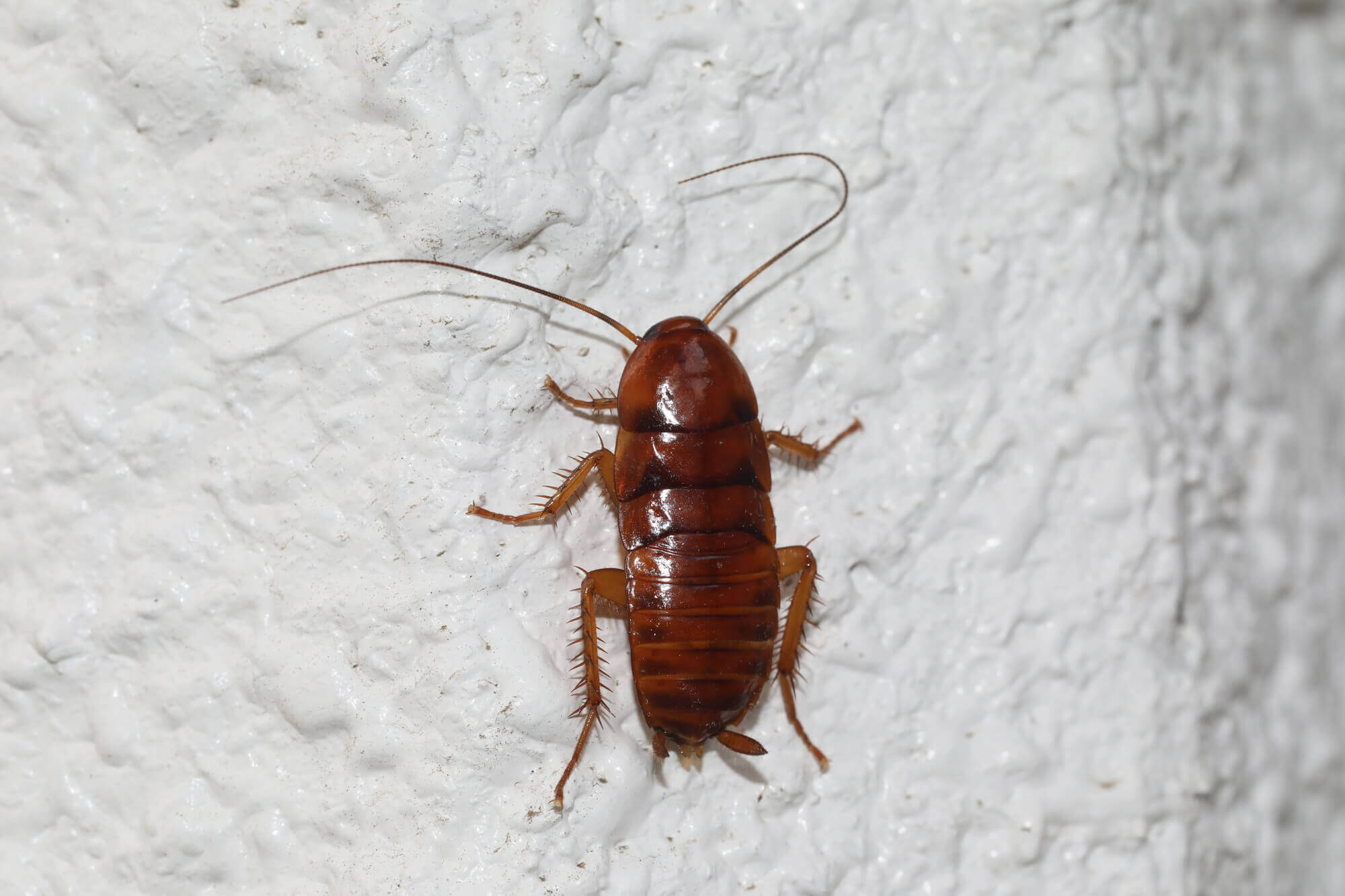 ゴキブリの赤ちゃん発見でも大量発生とは限らない？効果的な駆除法を徹底解説