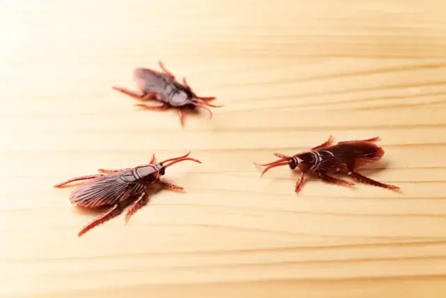 ゴキブリが天井に1匹いたら家の中に何匹くらいいる?