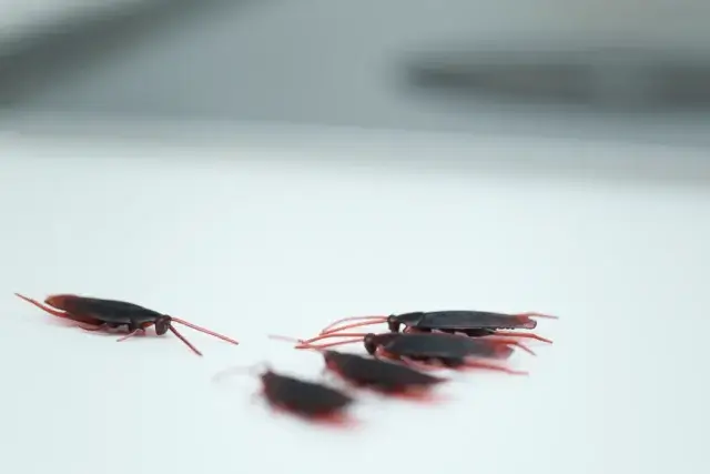 ゴキブリの巣とは？正体と放置した場合のリスク