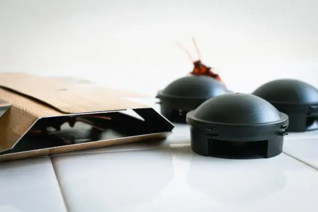 冬のゴキブリを自力で全滅させる方法はある？