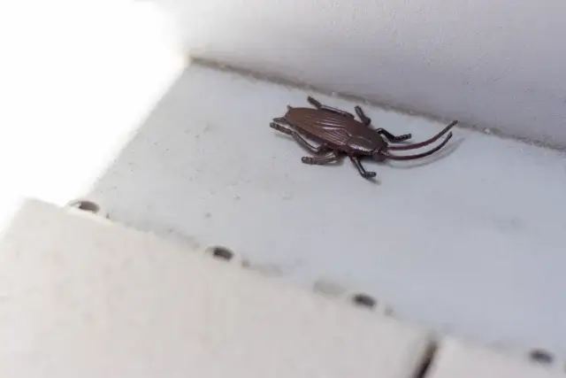 ベランダにゴキブリが出るのはなぜ？発生しやすい原因と環境