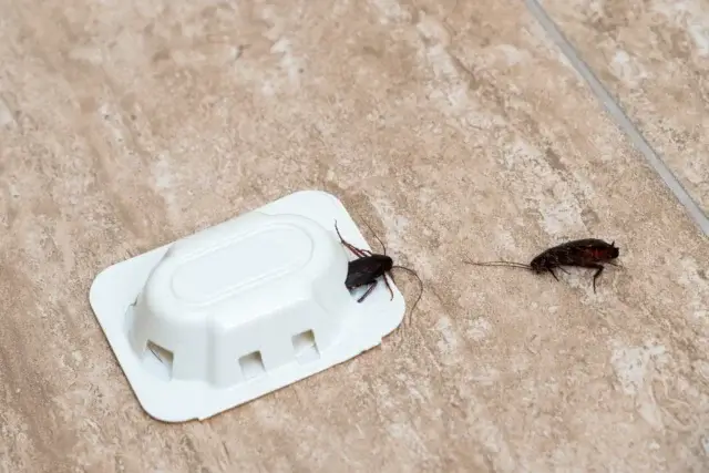 ベランダに出たゴキブリを自分で退治するにはどんな方法が効果的？
