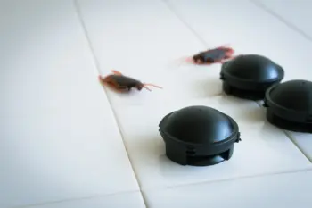 コンバットを置いたのにゴキブリが増えた？意外な理由と正しい対策