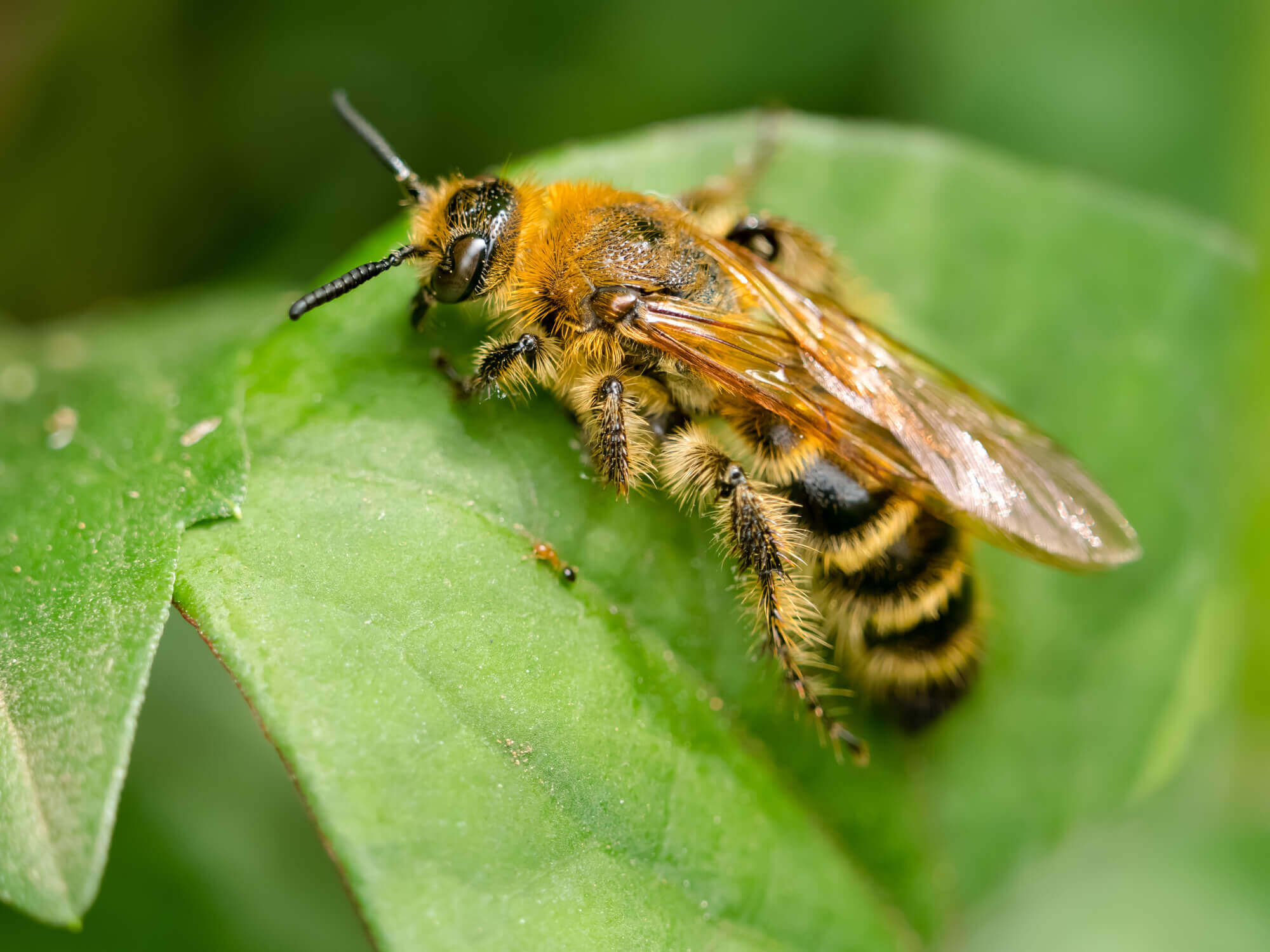 ツチバチの巣は自分で駆除しても大丈夫？蜂の生態や駆除リスク、専門業者への依頼方法を解説