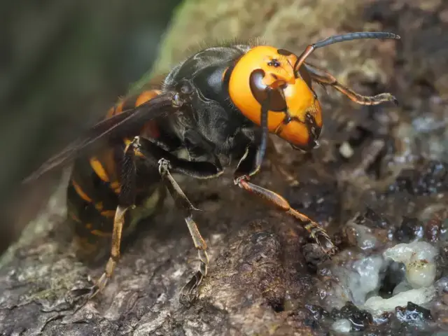 スズメバチ駆除前に知っておくべき基本