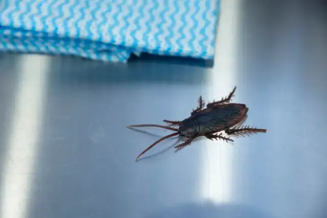 鉄フライパンにゴキブリが寄ってくるって本当？