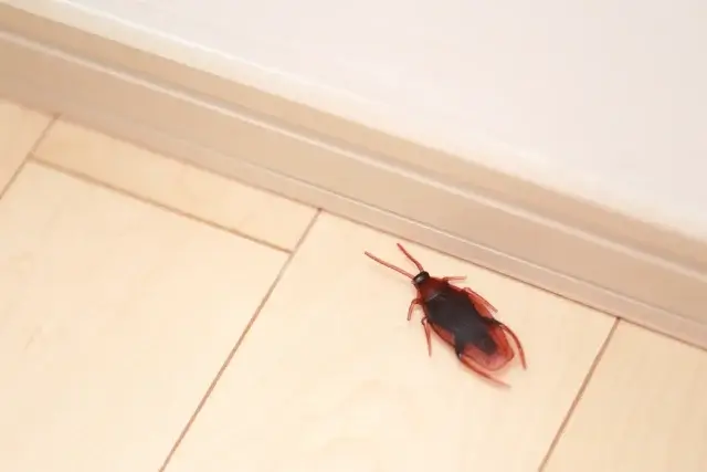 家にゴキブリが一匹いたら巣があって手遅れな状態？