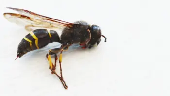 スズメバチを1匹殺すと仲間が来るのは本当？安全に対応するための完全ガイド！