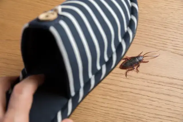 絶対にやってはいけないNGなゴキブリの殺し方