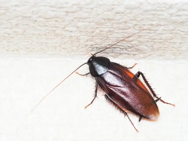 ゴキブリの種類別生態と繁殖サイクル