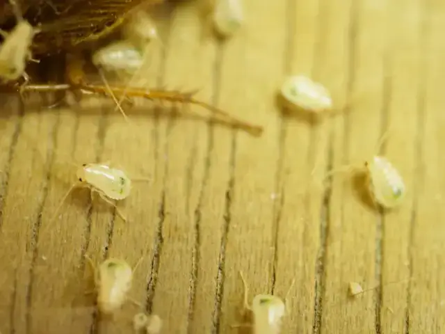 なぜ「殺すと増える」と言われるのか？