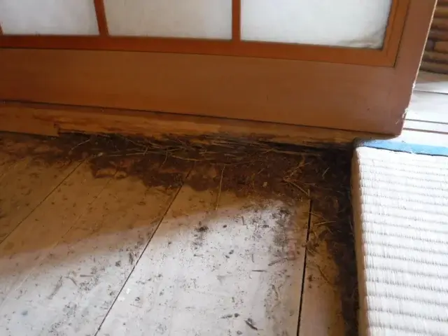 空き家の害虫駆除を業者に依頼すべき状況は？