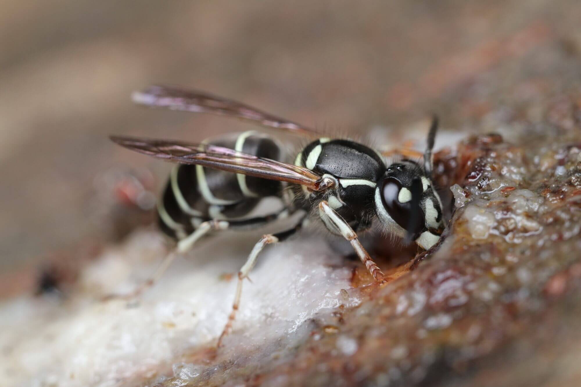 クロスズメバチの巣を発見したらどうする？初期対応から駆除方法と業者依頼のポイントまで徹底解説